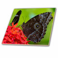 Florida, Ceramic West, butterfly 12 Morpho Tile USA Blue Inch ct-230474-4 in Key