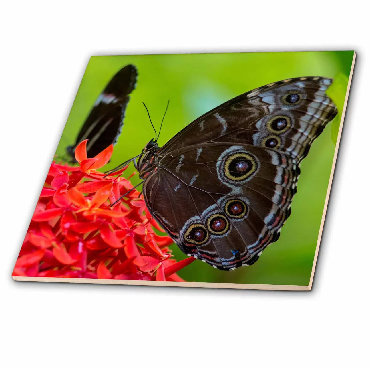 Florida, Ceramic West, butterfly 12 Morpho Tile USA Blue Inch ct-230474-4 in Key