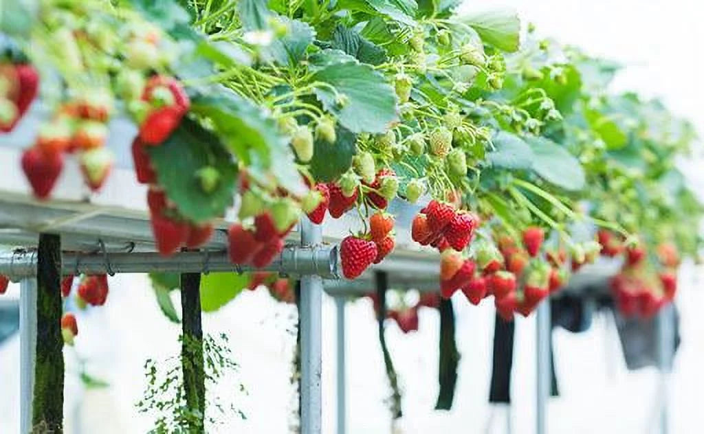 San Strawberry Everbearing Plants, Andreas Live NON GMO, 100