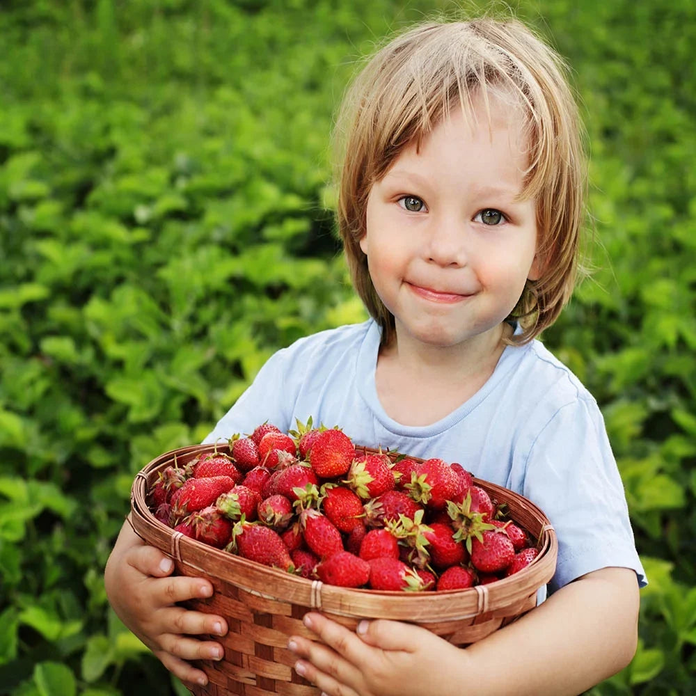 San Strawberry Everbearing Plants, Andreas Live NON GMO, 100