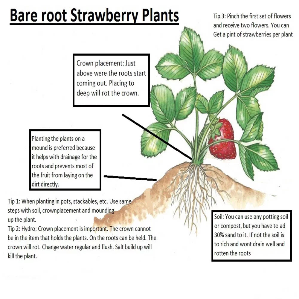 San Strawberry Everbearing Plants, Andreas Live NON GMO, 100