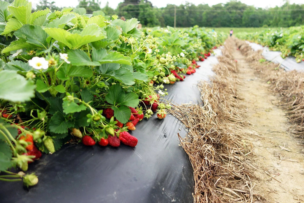 San Strawberry Everbearing Plants, Andreas Live NON GMO, 100