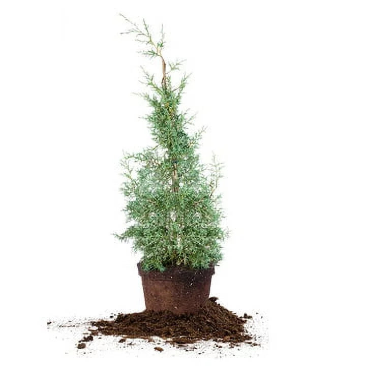 '- Tree Foliage Carolina Cypress - Growing Unique Blue 3 Green Gal. Sapphire Fast