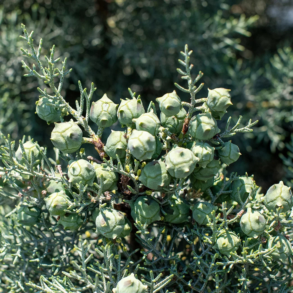 '- Tree Foliage Carolina Cypress - Growing Unique Blue 3 Green Gal. Sapphire Fast