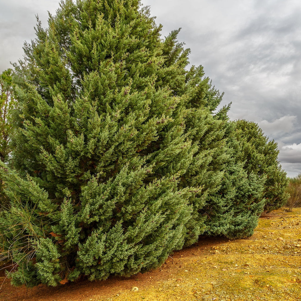 '- Tree Foliage Carolina Cypress - Growing Unique Blue 3 Green Gal. Sapphire Fast
