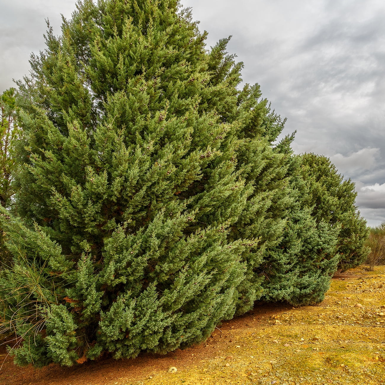 '- Tree Foliage Carolina Cypress - Growing Unique Blue 3 Green Gal. Sapphire Fast