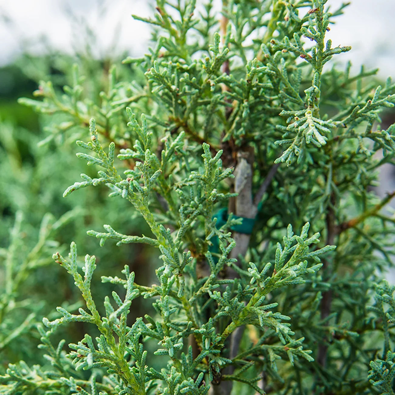 '- Tree Foliage Carolina Cypress - Growing Unique Blue 3 Green Gal. Sapphire Fast