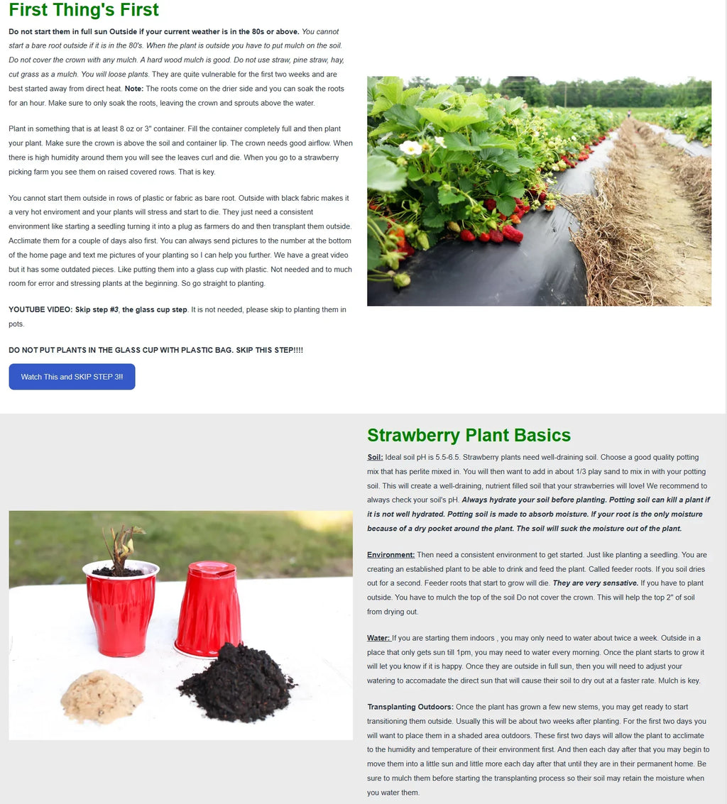 San Strawberry Everbearing Plants, Andreas Live NON GMO, 100