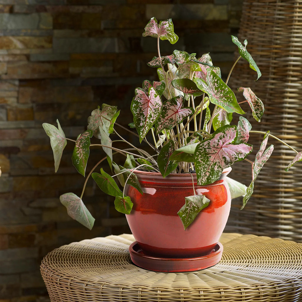 with Planter Saucer, Patio Wisteria 8" Round Pot (4 Pack) Southern Ceramic