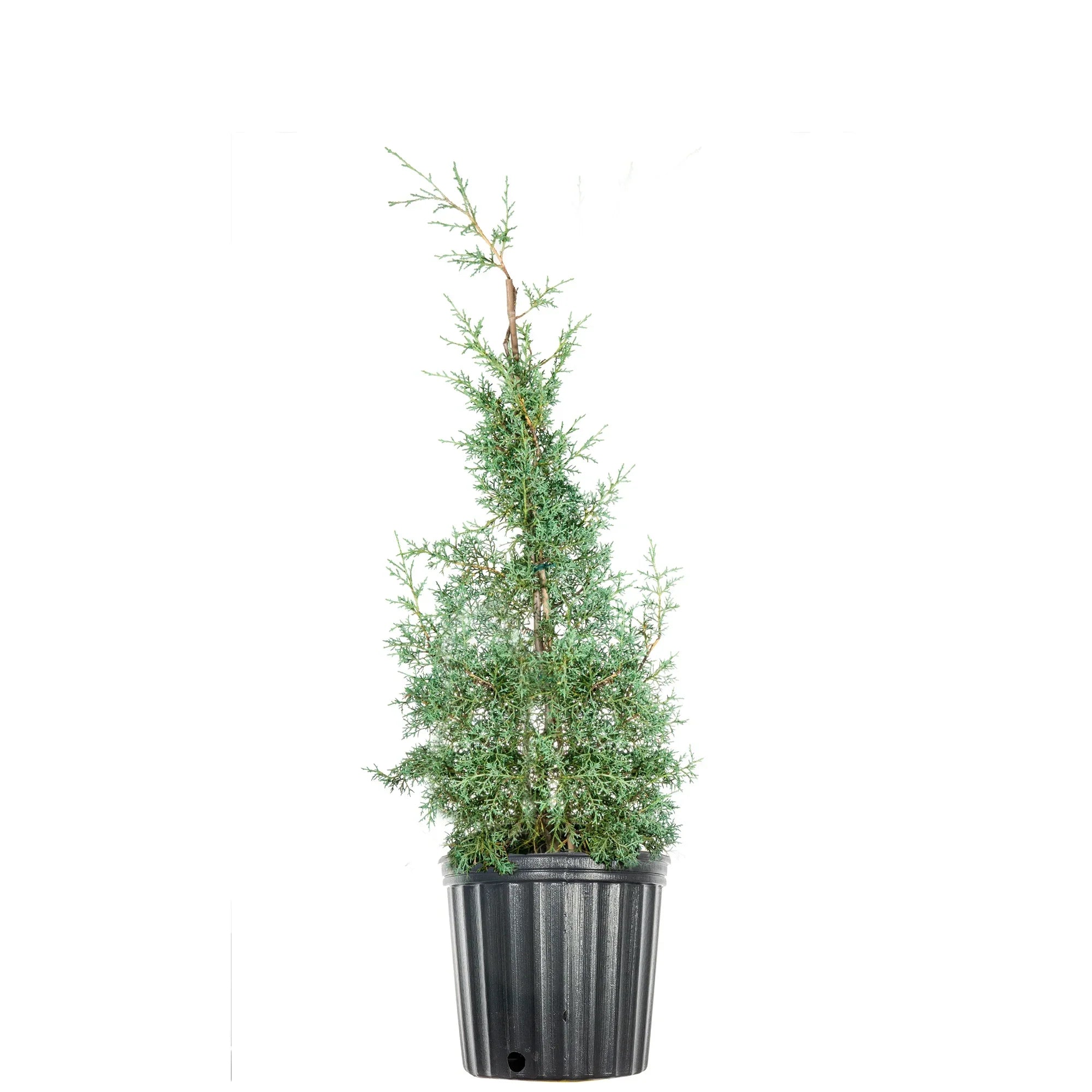 '- Tree Foliage Carolina Cypress - Growing Unique Blue 3 Green Gal. Sapphire Fast