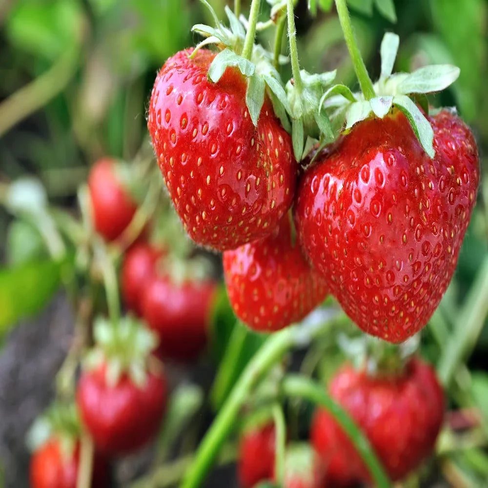 San Strawberry Everbearing Plants, Andreas Live NON GMO, 100